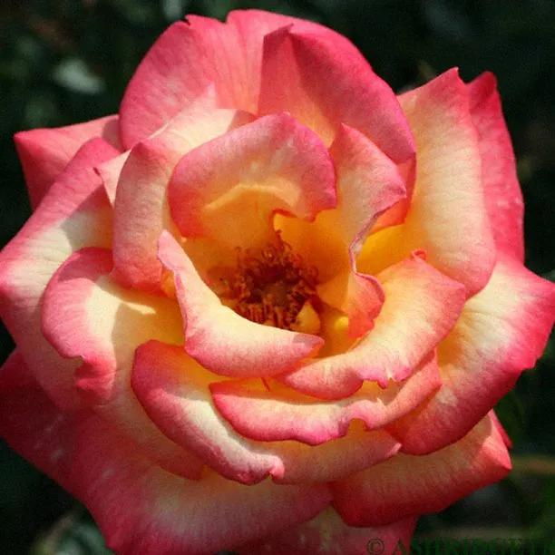 Sheila's Perfume Rose (Rosa Sheilas Perfume)